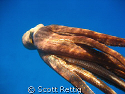 Tako................Oahu by Scott Rettig 